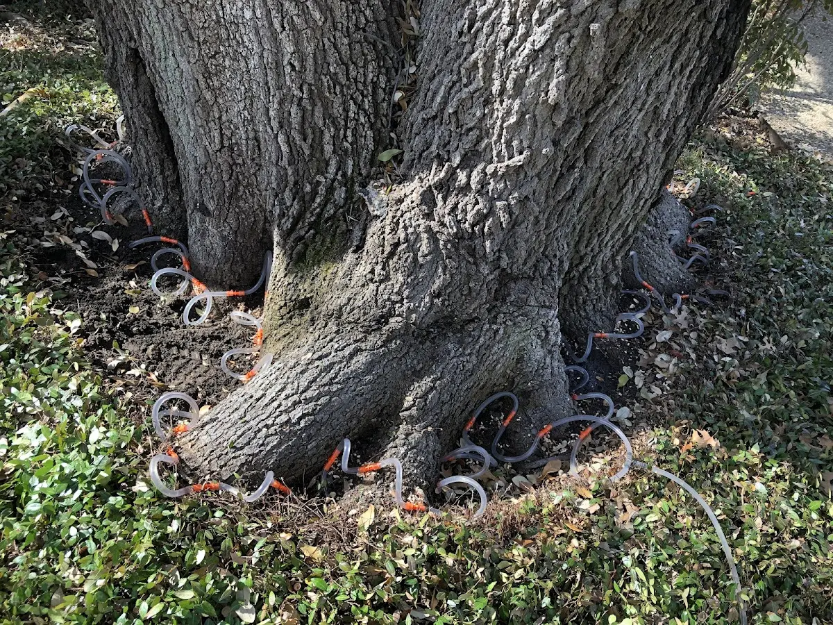 Detailed Tree Cabling and Bracing job site in Mount Storm