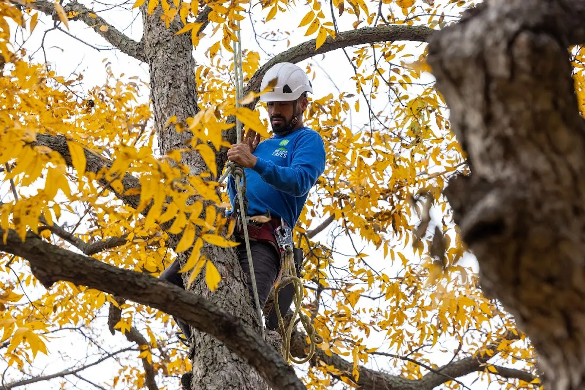 Skilled Tree Pruning crew working in Mount Storm